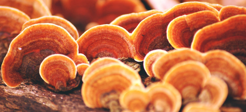 7 Health Benefits of Reishi